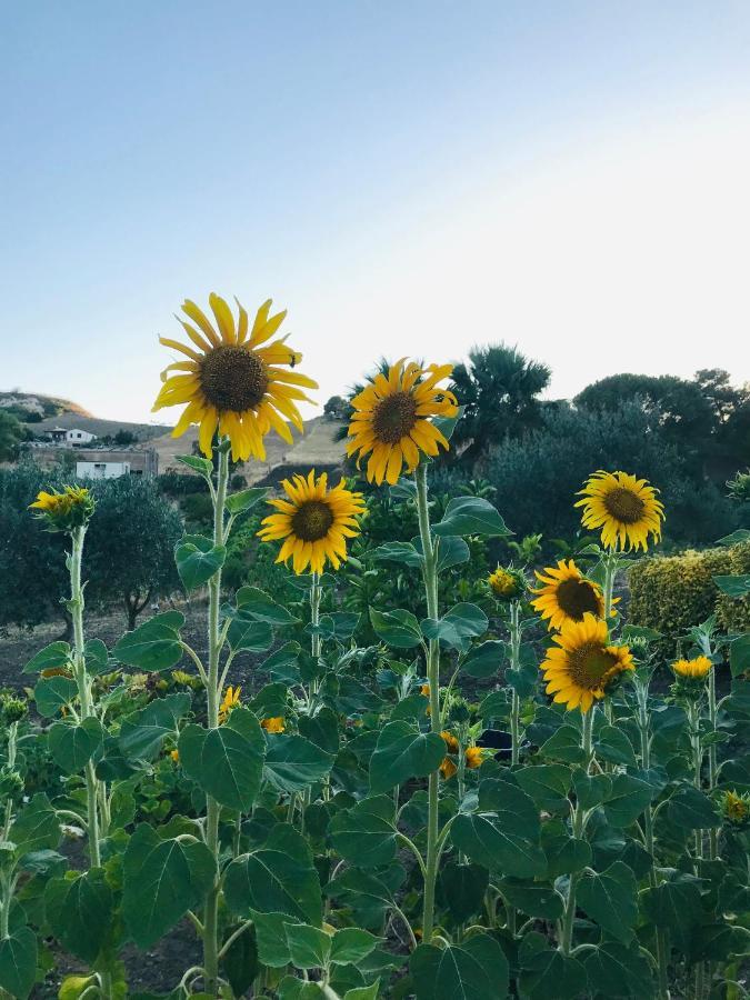 Villa Lada Santa Ninfa Esterno foto